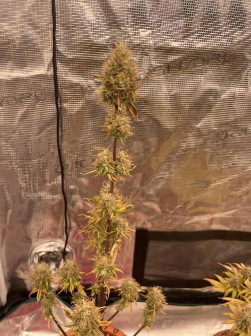 Divine rapier. Week 9