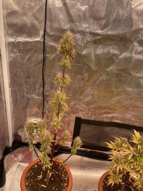 Divine rapier. Week 9