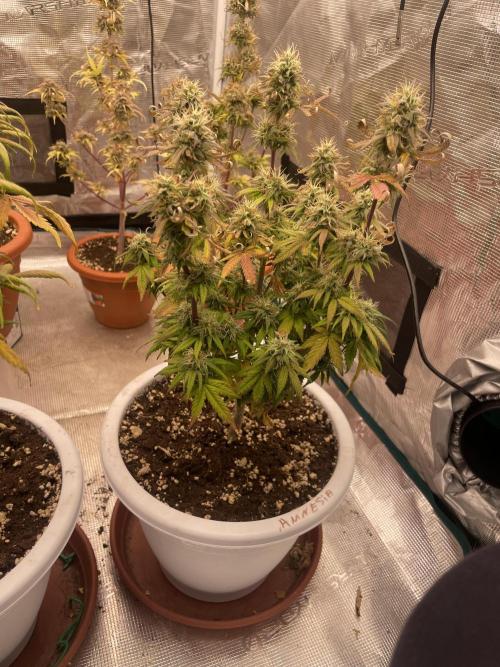 Auto big Demon. Week 9