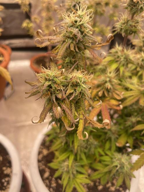 Auto big Demon. Week 9