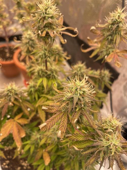 Auto big Demon. Week 9