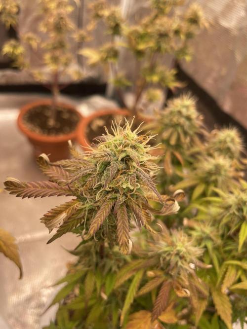 Auto big Demon. Week 9