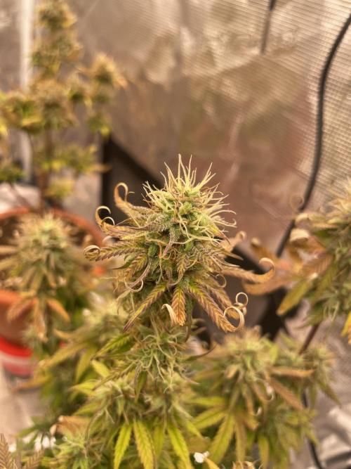 Auto big Demon. Week 9