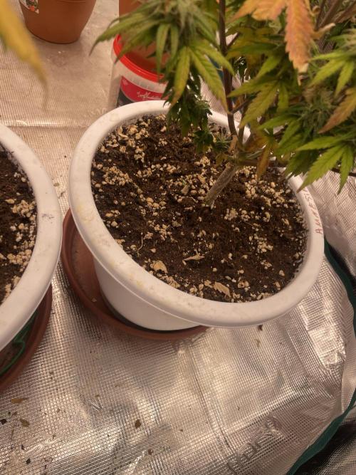 Auto big Demon. Week 9