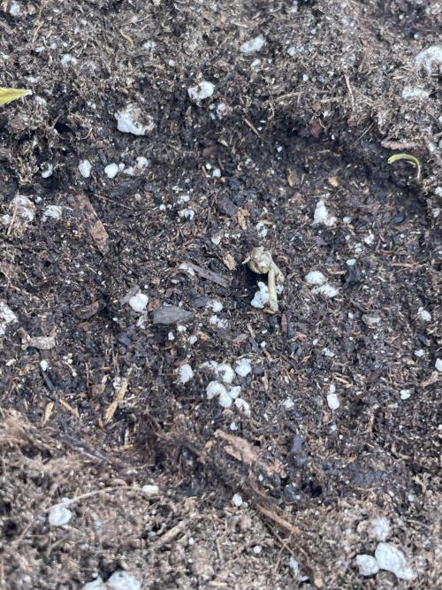 Lemon 🍋 Mandarin. Week 1