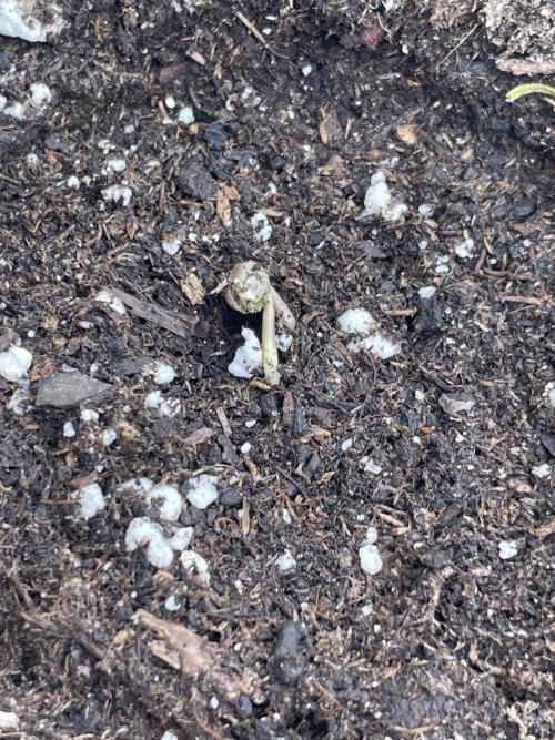 Lemon 🍋 Mandarin. Week 1