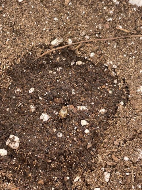 Bubble 🫧 OG gum. Week 1