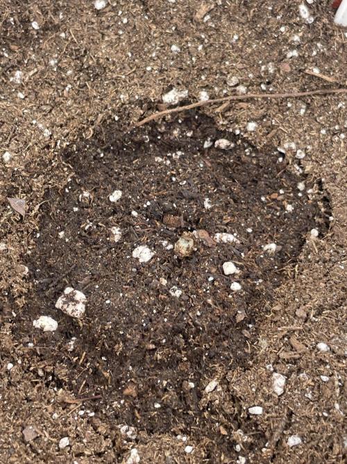 Bubble 🫧 OG gum. Week 1