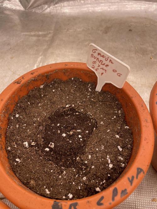 Bubble 🫧 OG gum. Week 1