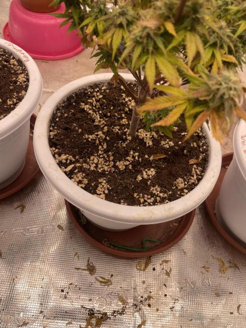 Auto big Demon. Week 10