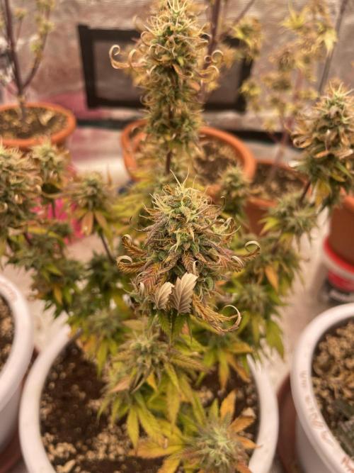 Auto big Demon. Week 10