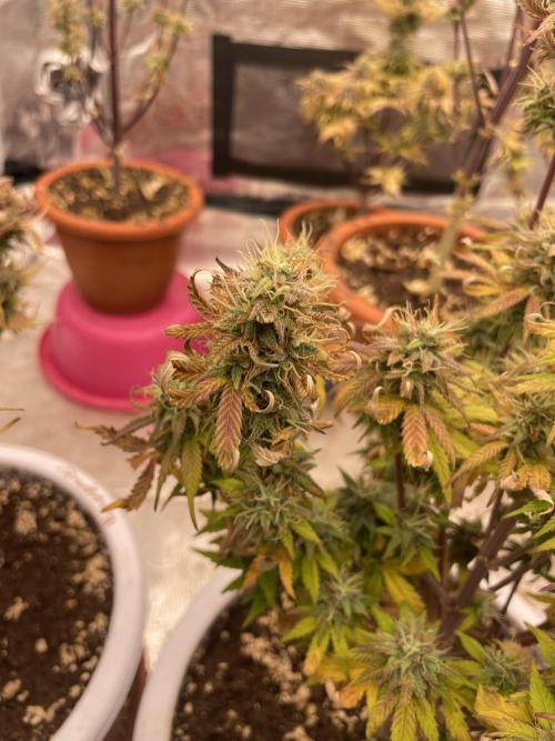 Auto big Demon. Week 10