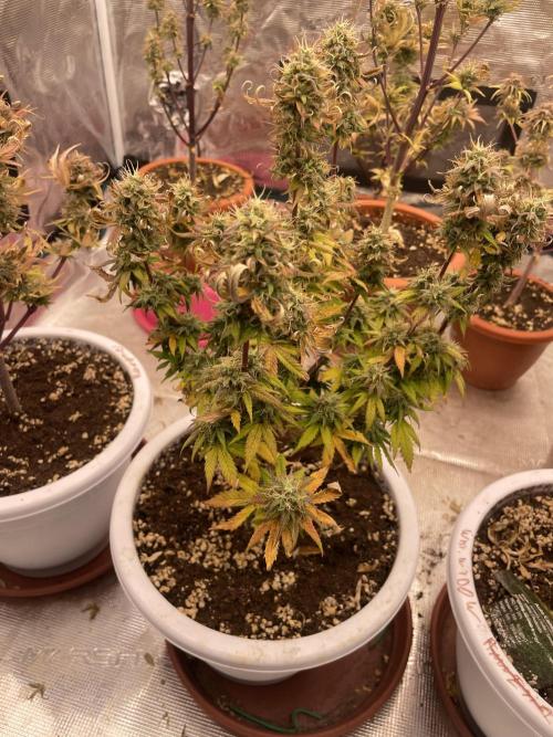 Auto big Demon. Week 10