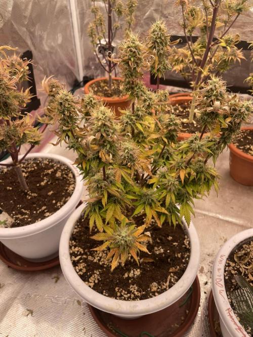 Auto big Demon. Week 10