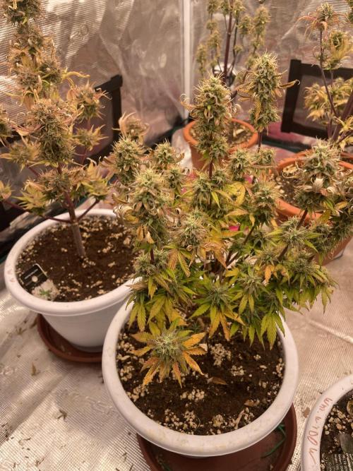 Auto big Demon. Week 10