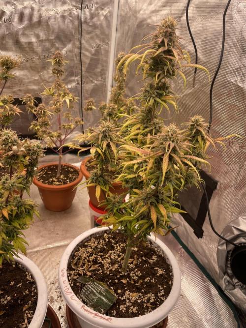 Auto candy 🍭. Week 11