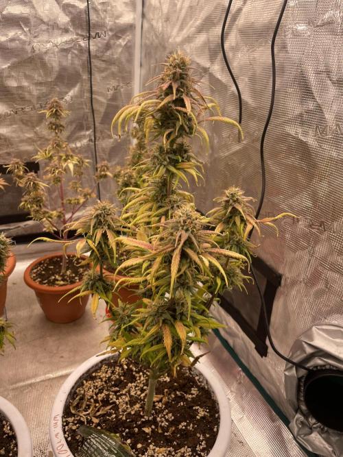 Auto candy 🍭. Week 11