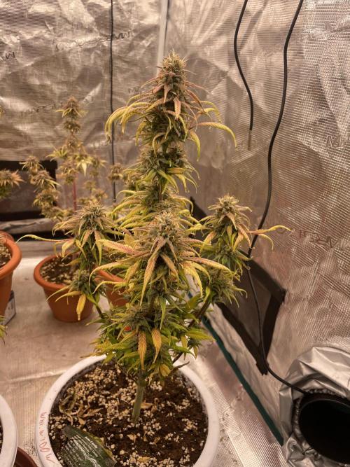 Auto candy 🍭. Week 11