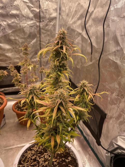 Auto candy 🍭. Week 11