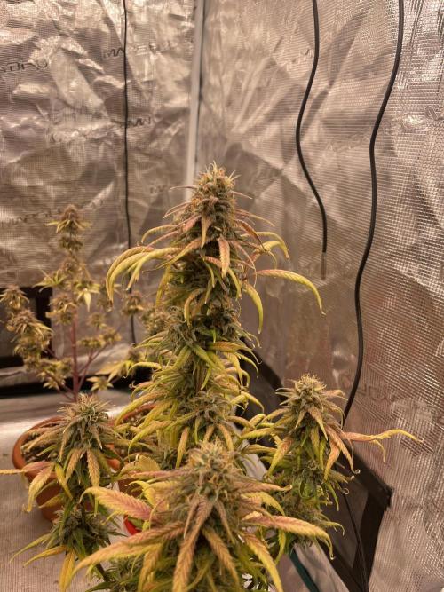 Auto candy 🍭. Week 11