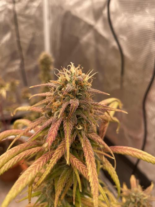 Auto candy 🍭. Week 11