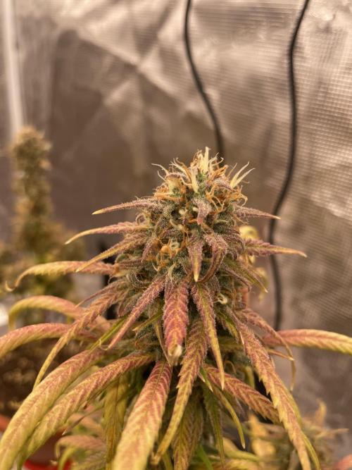 Auto candy 🍭. Week 11