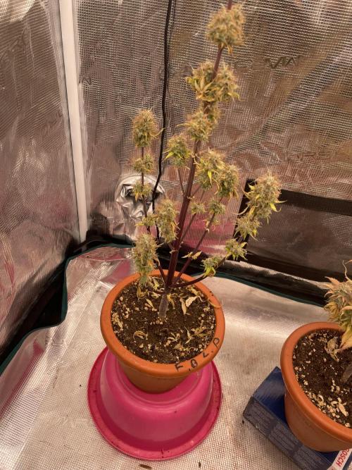 Divine rapier. Week 11