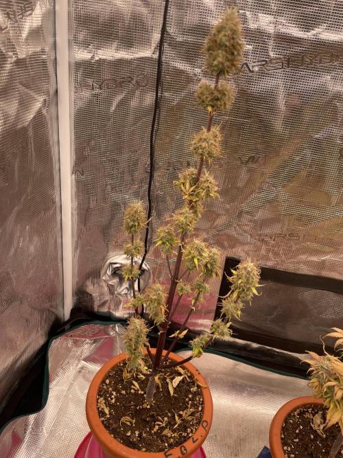 Divine rapier. Week 11