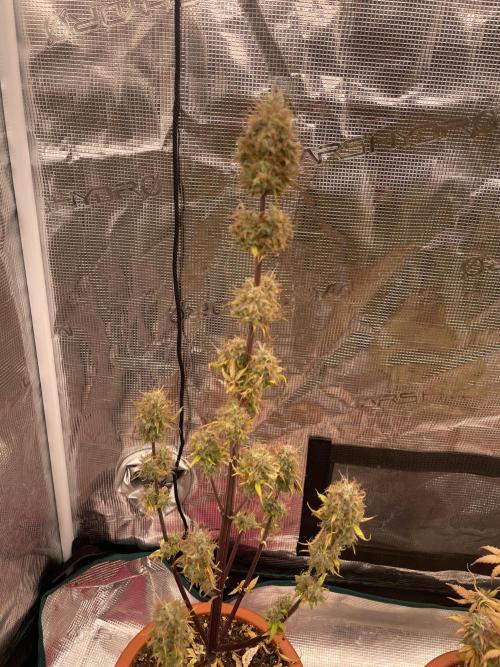 Divine rapier. Week 11