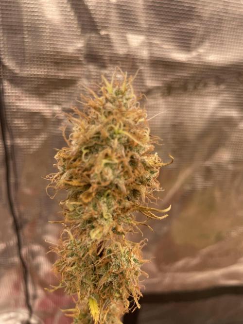 Divine rapier. Week 11