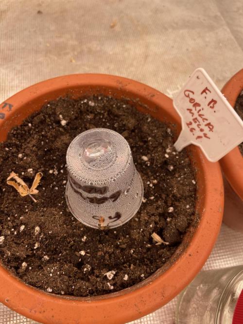 Gorilla 🦍 melon 🍈. Week 1