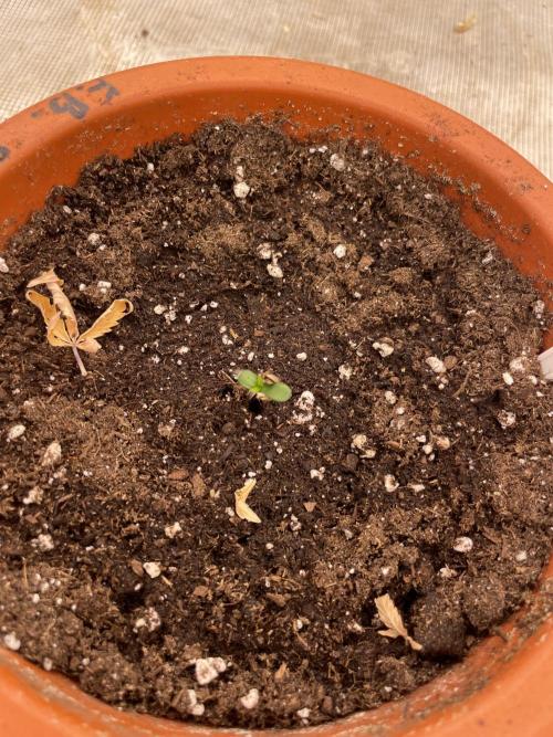 Gorilla 🦍 melon 🍈. Week 1