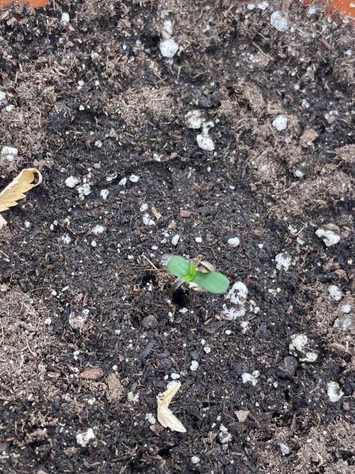 Gorilla 🦍 melon 🍈. Week 1