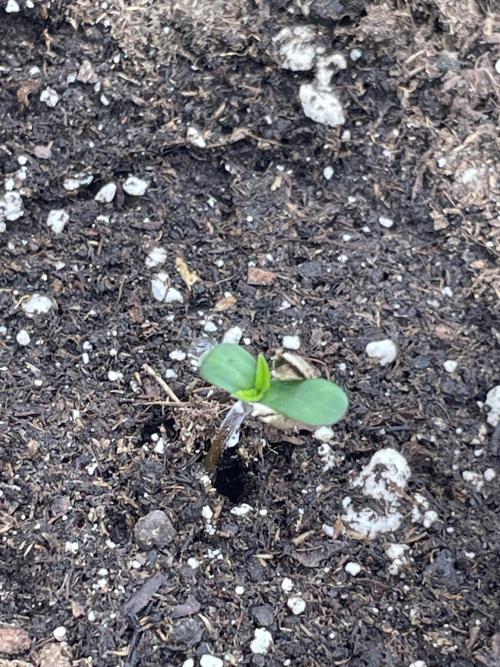 Gorilla 🦍 melon 🍈. Week 1