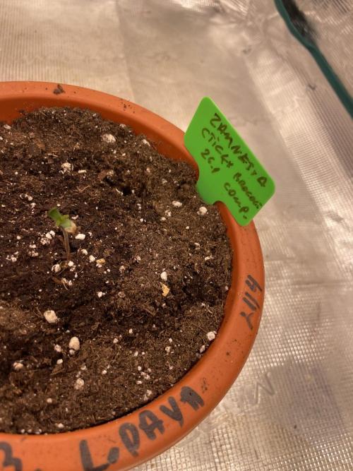 Sticky Brocoli Zamnesia+Plagron. Week 1