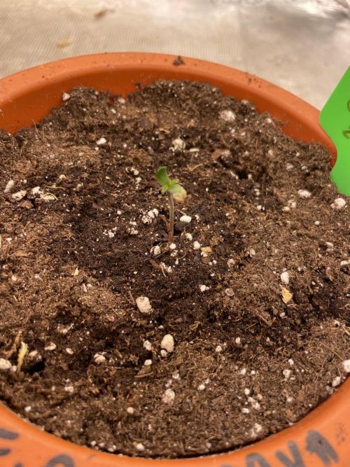 Sticky Brocoli Zamnesia+Plagron. Week 1