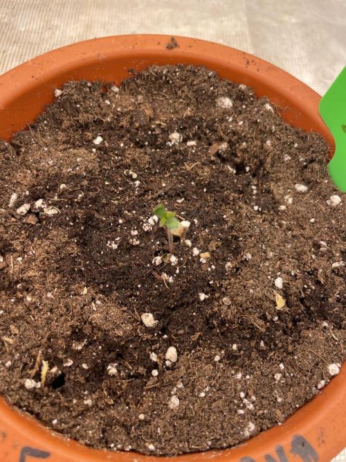 Sticky Brocoli Zamnesia+Plagron. Week 1