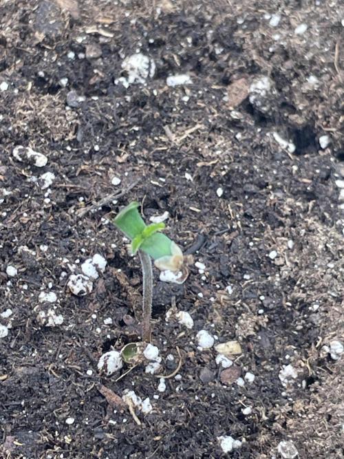 Sticky Brocoli Zamnesia+Plagron. Week 1