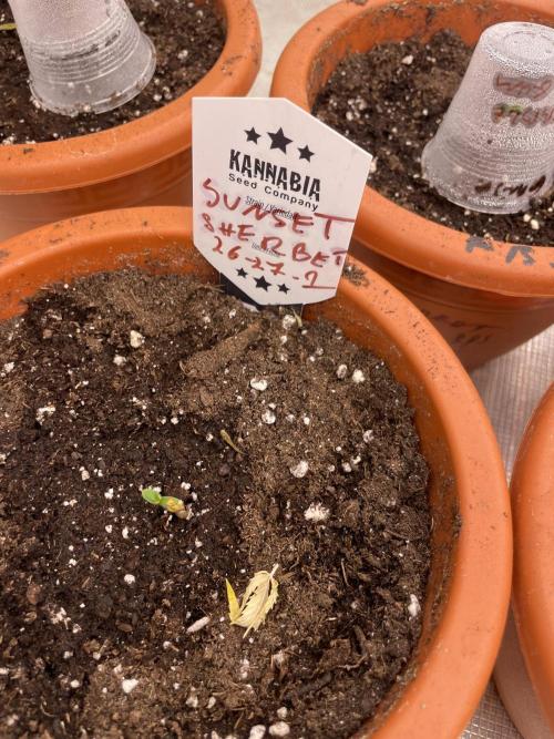 Sunset 🌅 sherbet. Week 1