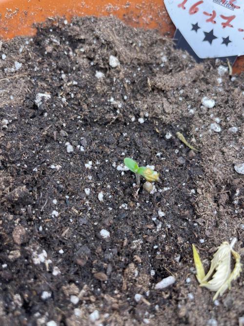 Sunset 🌅 sherbet. Week 1