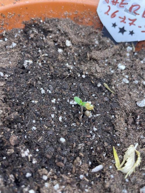 Sunset 🌅 sherbet. Week 1