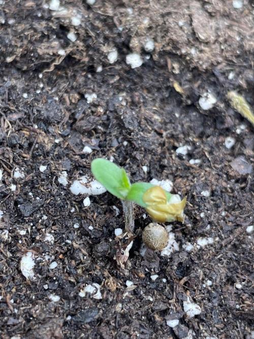 Sunset 🌅 sherbet. Week 1