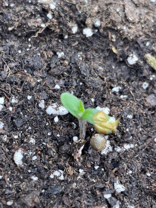 Sunset 🌅 sherbet. Week 1