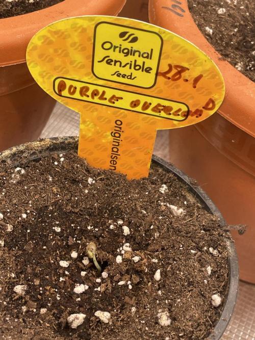 Purple Overload. Week 1