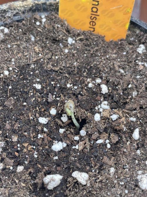 Purple Overload. Week 1