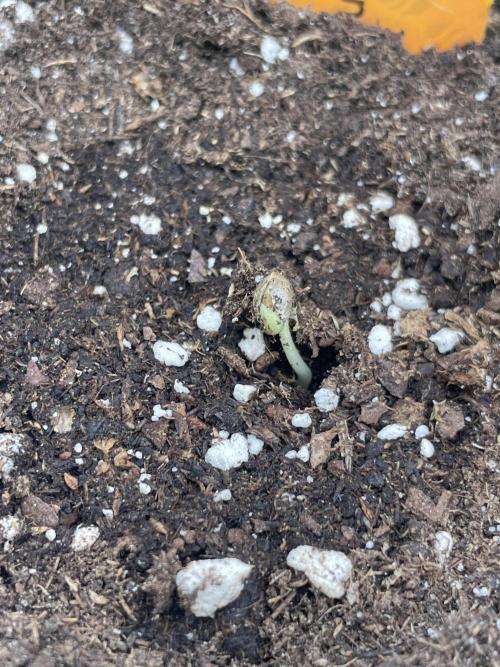 Purple Overload. Week 1