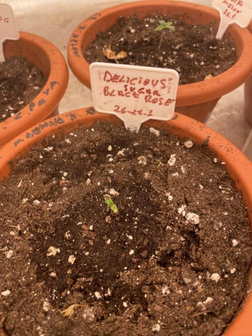 Sugar black rose 🥀. Week 1