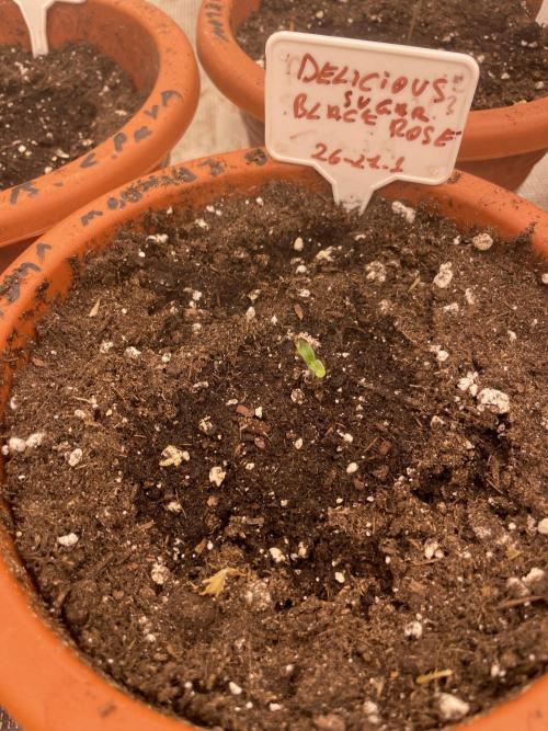 Sugar black rose 🥀. Week 1