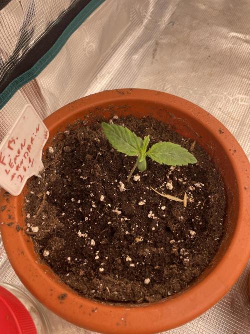 Lemon 🍋 Mandarin. Week 2