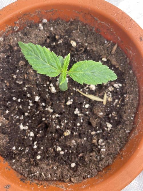 Lemon 🍋 Mandarin. Week 2